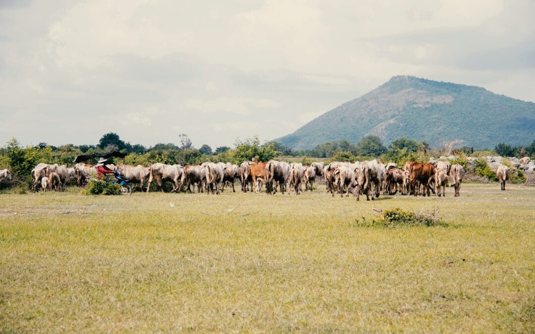 Rinderfarm Rendite: Lohnenswerte Investition in Paraguay?